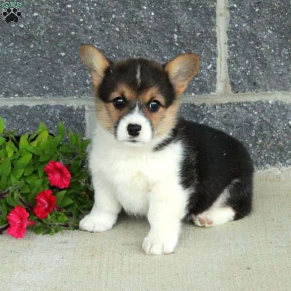 Tessa, Pembroke Welsh Corgi Puppy