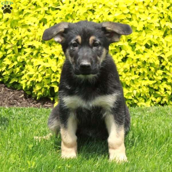 Tessa, German Shepherd Puppy