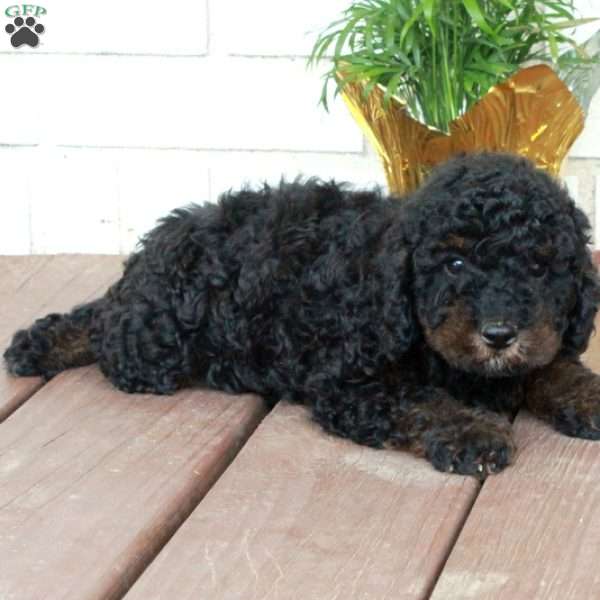 Tessa, Cavapoo Puppy