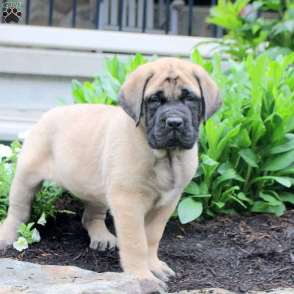 Tessa, English Mastiff Puppy