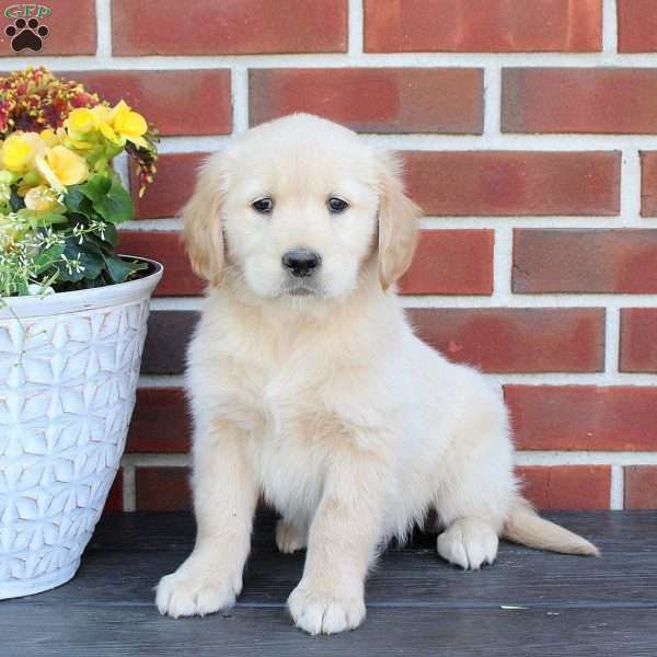 Tessa, Golden Retriever Puppy