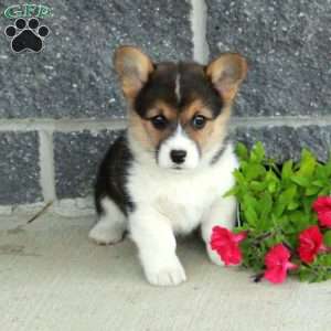Tessa, Pembroke Welsh Corgi Puppy