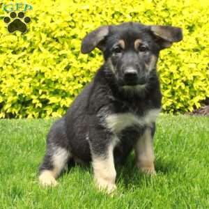 Tessa, German Shepherd Puppy