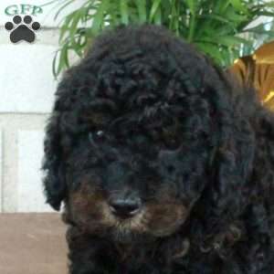 Tessa, Cavapoo Puppy