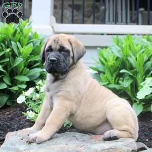 Tessa, English Mastiff Puppy