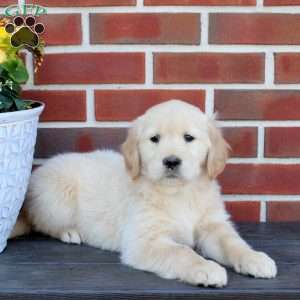 Tessa, Golden Retriever Puppy
