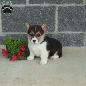Tessa, Pembroke Welsh Corgi Puppy