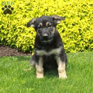 Tessa, German Shepherd Puppy