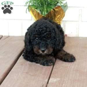 Tessa, Cavapoo Puppy