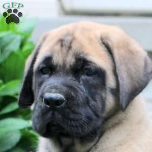 Tessa, English Mastiff Puppy