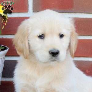 Tessa, Golden Retriever Puppy
