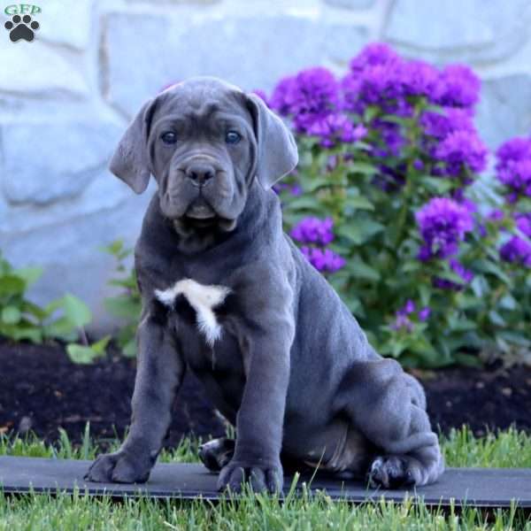 Thea, Cane Corso Puppy