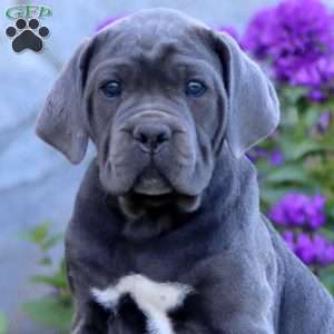 Thea, Cane Corso Puppy