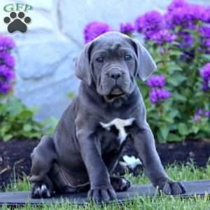 Thea, Cane Corso Puppy