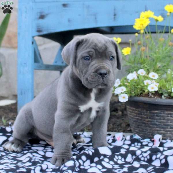 Theo, Cane Corso Puppy