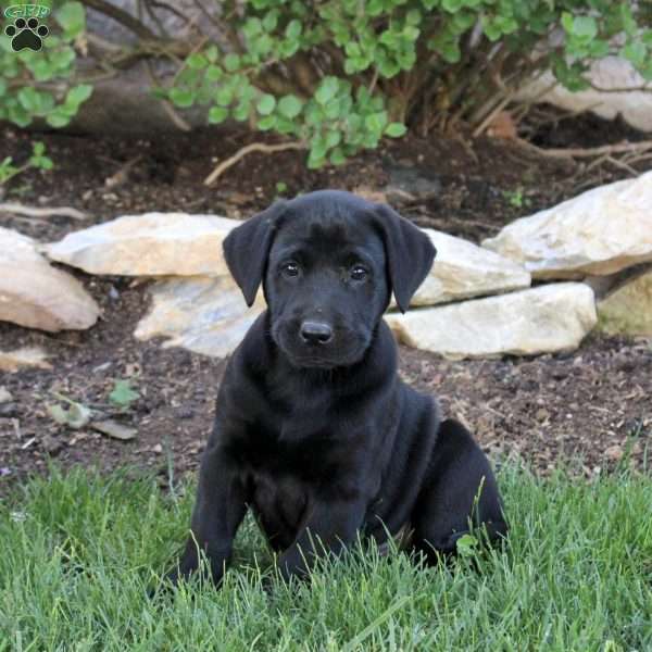 Thomas, Black Labrador Retriever Puppy