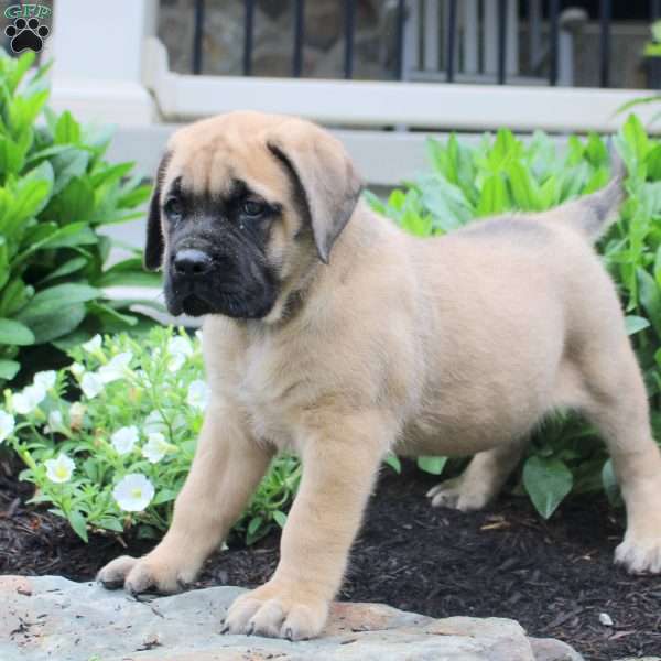 Thomas, English Mastiff Puppy