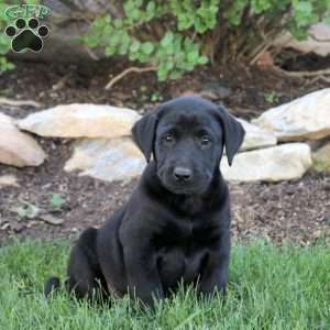 Thomas, Black Labrador Retriever Puppy