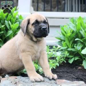 Thomas, English Mastiff Puppy