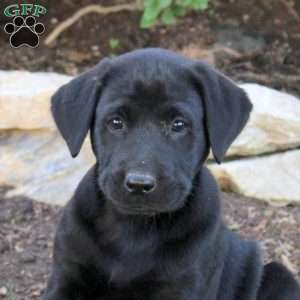 Thomas, Black Labrador Retriever Puppy