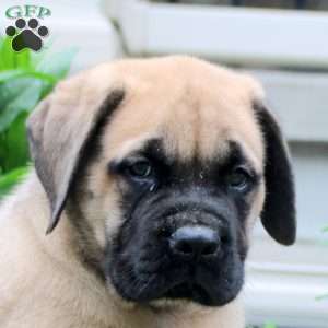 Thomas, English Mastiff Puppy