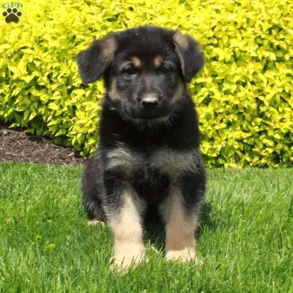 Thor, German Shepherd Puppy