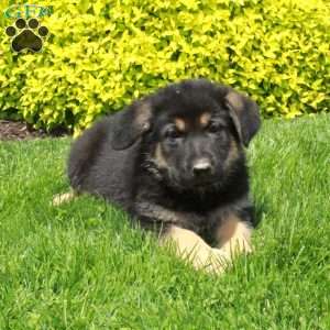 Thor, German Shepherd Puppy