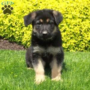 Thor, German Shepherd Puppy