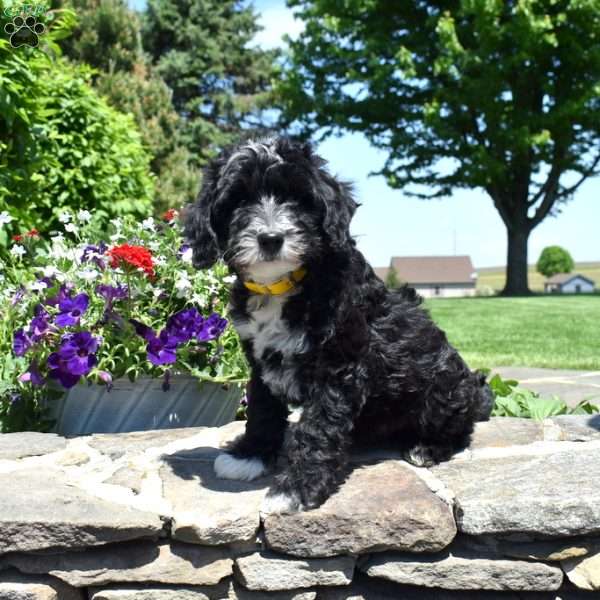 Thumper, Mini Goldendoodle Puppy