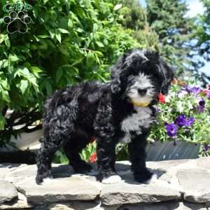 Thumper, Mini Goldendoodle Puppy