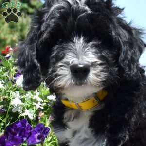 Thumper, Mini Goldendoodle Puppy
