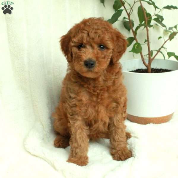 Tiffany, Mini Goldendoodle Puppy