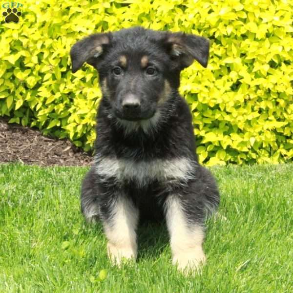 Tillie, German Shepherd Puppy