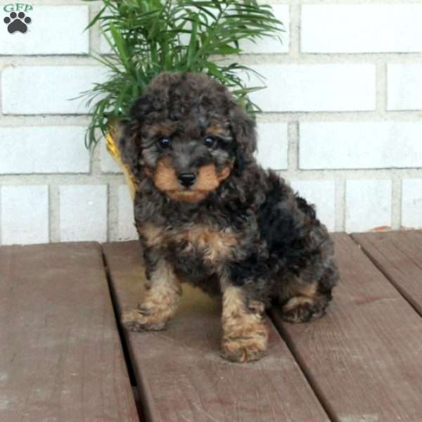 Tillie, Cavapoo Puppy