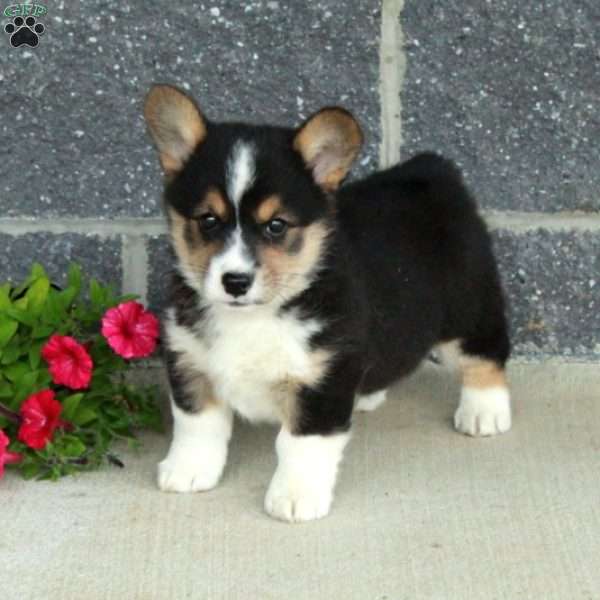 Tillie, Pembroke Welsh Corgi Puppy