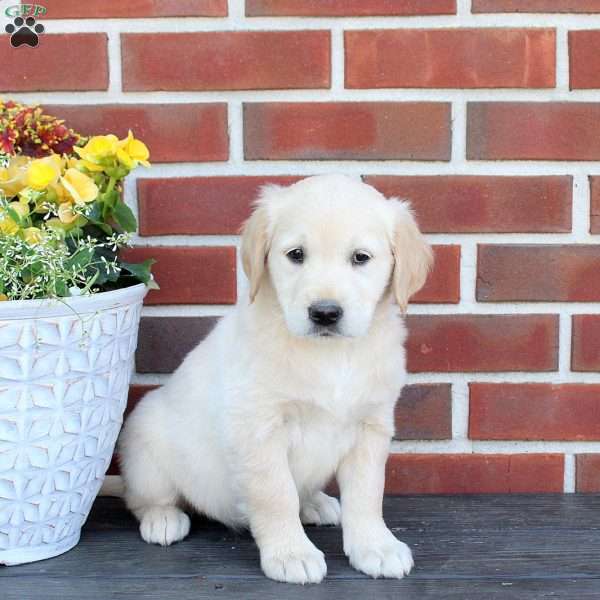 Tillie, Golden Retriever Puppy