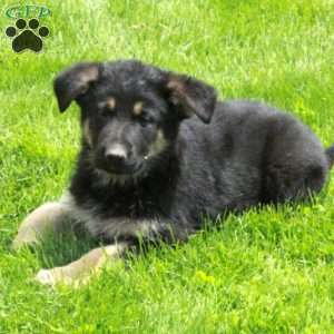 Tillie, German Shepherd Puppy