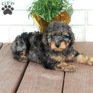 Tillie, Cavapoo Puppy