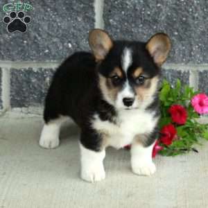 Tillie, Pembroke Welsh Corgi Puppy