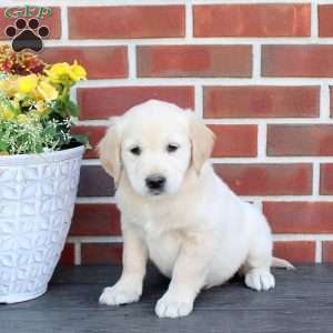 Tillie, Golden Retriever Puppy