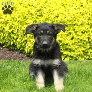 Tillie, German Shepherd Puppy