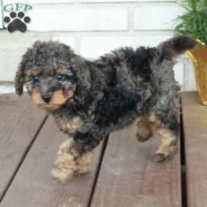 Tillie, Cavapoo Puppy