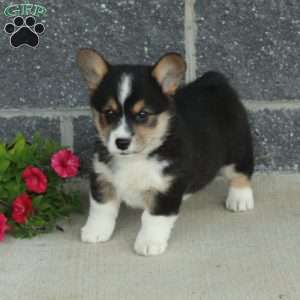 Tillie, Pembroke Welsh Corgi Puppy