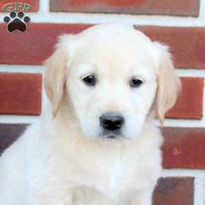 Tillie, Golden Retriever Puppy