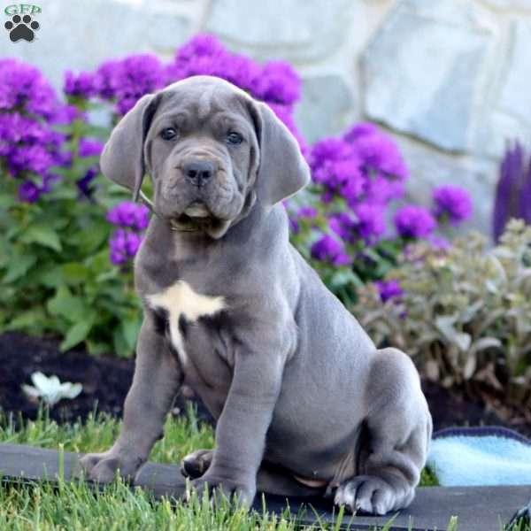 Tilly, Cane Corso Puppy