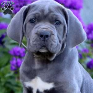 Tilly, Cane Corso Puppy