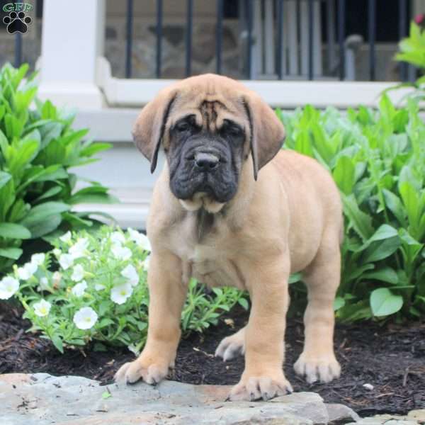 Tilly, English Mastiff Puppy