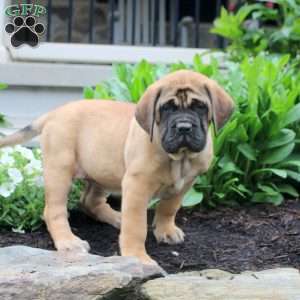 Tilly, English Mastiff Puppy