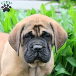 Tilly, English Mastiff Puppy