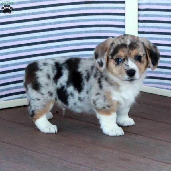 Tim, Welsh Corgi Mix Puppy